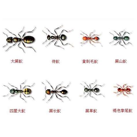 家裡有很多螞蟻 风水公司名字